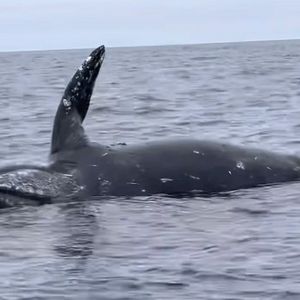 Eksplodujące zwłoki wieloryba przypadkiem zostały uchwycone na nagraniu. Makabryczny widok