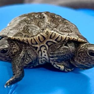 Znaleziono dwugłowego żółwia o bardzo niekonwencjonalnym układzie muszli