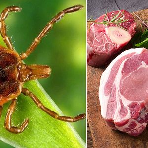 Zespół alfa-gal, czyli alergia na mięso, która może rozwinąć się po ukąszeniu kleszcza