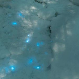 Naukowcy odkryli bioluminescencyjny śnieg w rosyjskiej części Arktyki