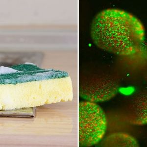 Bakterie rozwijają się znacznie lepiej na gąbkach kuchennych niż szalce Petriego