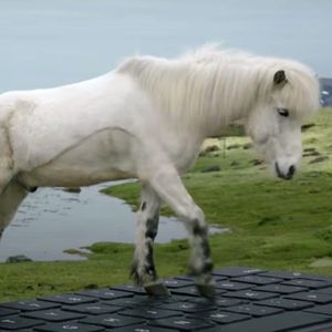 Islandzkie konie wysyłają bardzo ważne maile. Mogą także odpowiedzieć na twoje wiadomości