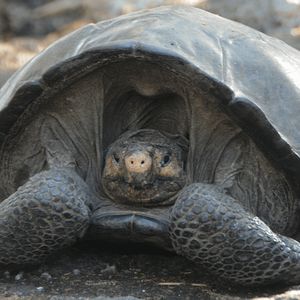 „Wymarły” gatunek żółwia z Galapagos znaleziony na odległej wulkanicznej wyspie