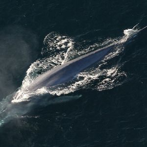 Jak duże są płetwale błękitne i dlaczego natura stworzyła tak gigantyczne zwierzęta?