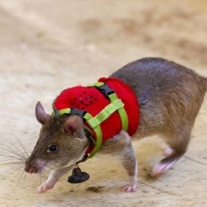 Szczury są szkolone do noszenia małych plecaków, by ratować ludzi po trzęsieniach ziemi