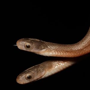 Rzadki okaz dwugłowego węża został znaleziony na wolności