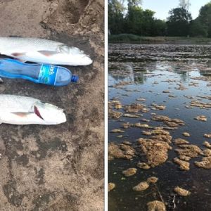 Tony martwych i śniętych ryb w Odrze. Skutki katastrofy ekologicznej będą odczuwane przez lata