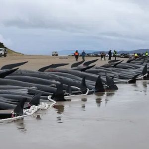 Ponad 200 waleni zginęło na plaży w Tasmanii. Dla natury może to być jednak prawdziwy cud