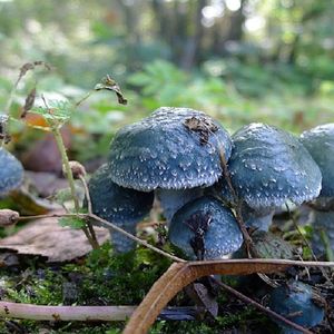 Bajkowe grzyby w polskich lasach. Niebieskie okazy są trudne do przeoczenia