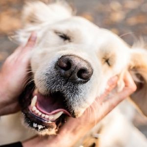 Głaskanie psów daje mózgowi ćwiczenia podobne do socjalizacji i mnóstwo radości