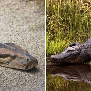 Wstrząsające nagranie pokazuje aligatora wyciągniętego z 5,5-metrowego pytona birmańskiego