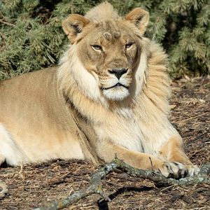 Ciekawy przypadek lwicy Zuri, która zapuściła gęstą grzywę niczym samiec