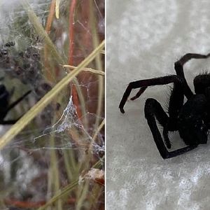 Świąteczny horror. Mężczyzna na choince znalazł gigantycznego pająka w otoczeniu 80 mniejszych