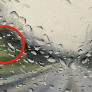 Myślisz, że to krople deszczu na szybie samochodowej? Kliknij, aby pomniejszyć, będziesz zachwycony!