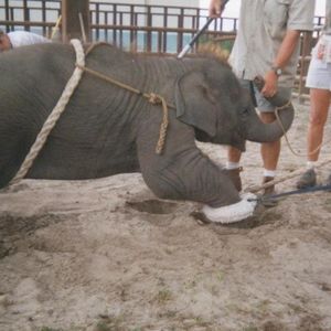 Tuż po urodzeniu słoń trafił do miejsca, w którym go bito i zmuszano do karkołomnych zadań