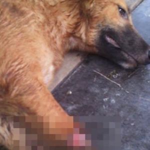 Pies otrzymał protezy łap, zaraz po tym, jak został w brutalny sposób zaatakowany przez człowieka