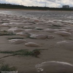 Bałtyk wyrzucił na brzeg tysiące meduz. Plaża wygląda niczym cmentarzysko tych stworzeń