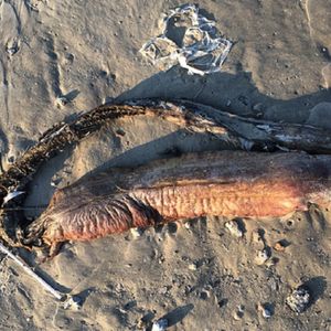 Tajemniczy morski potwór bez oczu został wyrzucony na brzeg. Stworzenia nadal nie zidentyfikowano