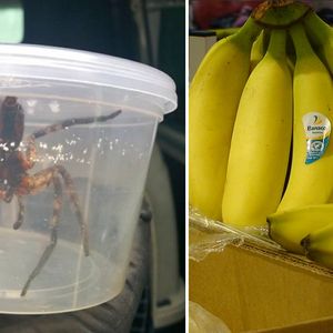 W kartonie z bananami znaleziono egzotycznego pająka. Okazało się, że to groźny i jadowity gatunek