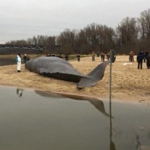 Niecodzienny widok w Warszawie. Na brzegu Wisły pojawił się 15-metrowy wieloryb!