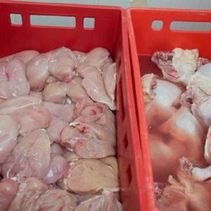 Oszuści sprzedawali „napompowane” kurczaki producentom wędlin. Póki co wiadomo o 42 tonach