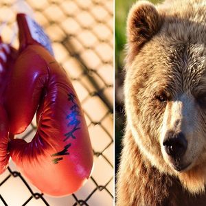 Ubrał rękawice bokserskie i stanął w ringu naprzeciw niedźwiedzia. Chciał z nim walczyć