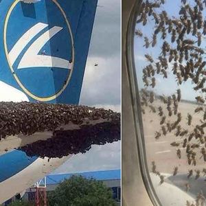 Tysiące pszczół obsiadło jeden z samolotów. Pasażerowie byli przerażeni