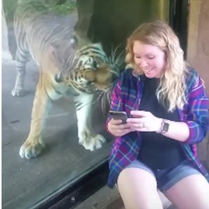 Próbowała zrobić selfie z tygrysem. Zwierzak niespodziewanie zareagował na jej ciążowy brzuch