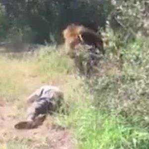Lew zaatakował właściciela zoo, który wszedł na wybieg. Turyści krzyczeli z przerażenia