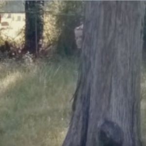 Zdjęcie z Google Maps przeraża! Na cmentarzu za drzewem widać ducha dziecka