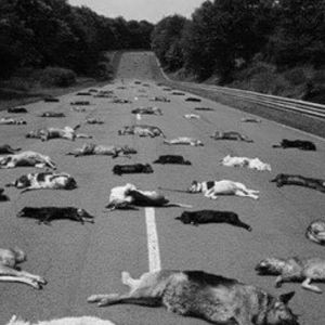 Dokładnie 140 martwych psów leży na ulicy. Zdjęcie łamie serce