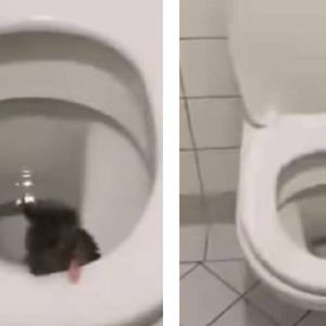 Szczury atakują Warszawę. Mężczyzna jednego nagrał, gdy wychodził z WC na 18. piętrze