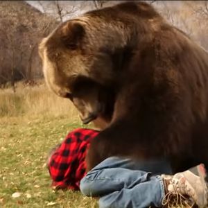 jak przetrwać atak niedźwiedzia