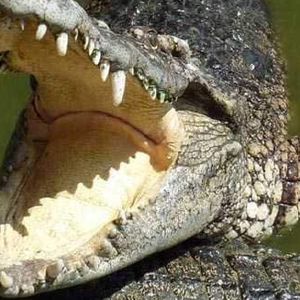 Krokodyl rozszarpał 10-latka na oczach rodzeństwa. Malec nie miał najmniejszych szans