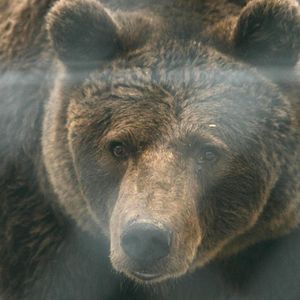 Horror w drodze na szczyt. Niedźwiedź zaatakował parę polskich turystów