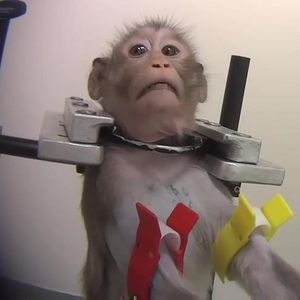 Brutalne testy na żywych i bezbronnych zwierzętach. Winni zostaną ukarani?