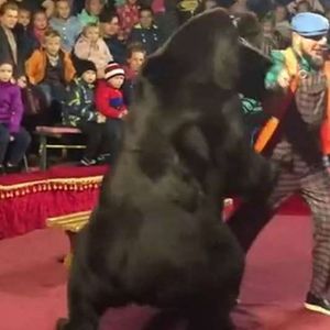 Niedźwiedź zaatakował tresera w czasie występu w cyrku. Przerażeni ludzie zaczęli uciekać