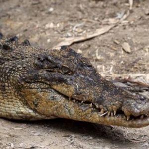 11-latka uratowała koleżankę przed krokodylem. Jej sposób był bardzo prosty, ale skuteczny!