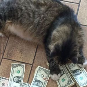 Kot przynosi pieniądze