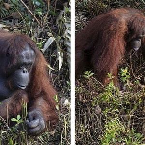 Orangutan chciał ratować człowieka
