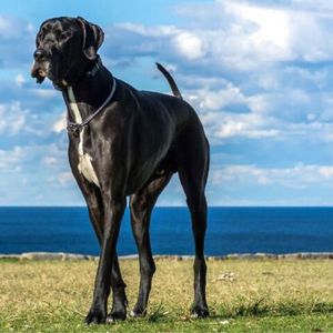 Największy pies
