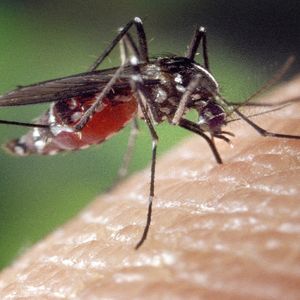 Czy komary przenoszą koronawirusa