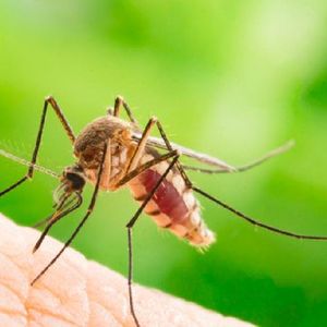 Plaga komarów w Warszawie
