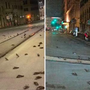 Setki martwych ptaków na ulicach Rzymu. To wszystko przez „zabawę” sylwestrową