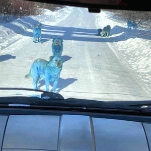 niebieskie psy w Rosji