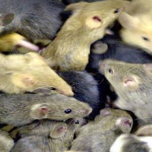 Plaga myszy w Australii