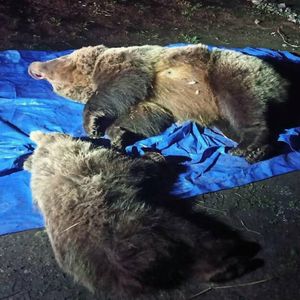 Tragiczna śmierć dwóch niedźwiedzi