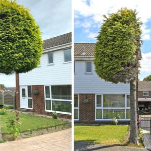 Sąsiedzi drastycznie rozwiązali „problem” z drzewem. Przecieli je idealnie w pół
