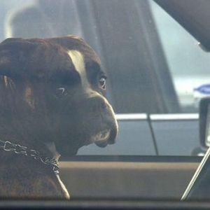 Zostawił psa w nagrzanym samochodzie. Policja szuka „mądrego” właściciela