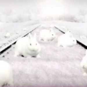 Ile królików jest na zdjęciu?